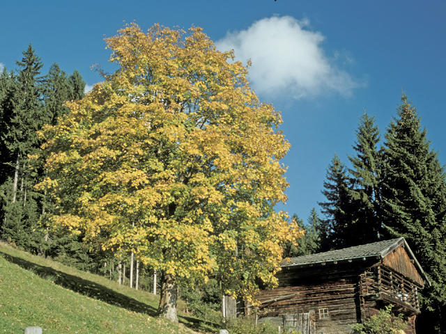 Ferienwohnung Neukumhof Westendorf Exterior foto